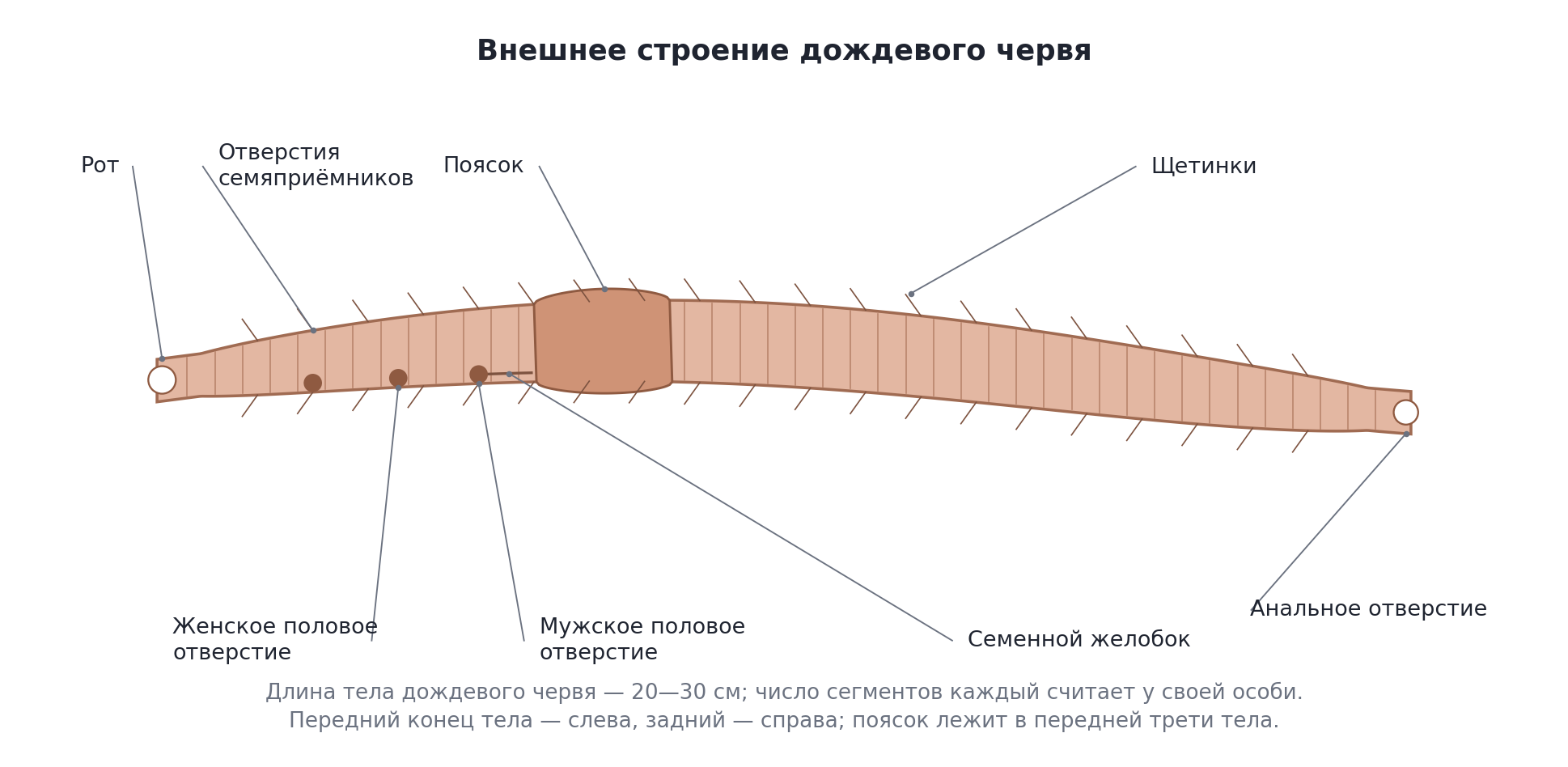 Внешнее строение дождевого червя