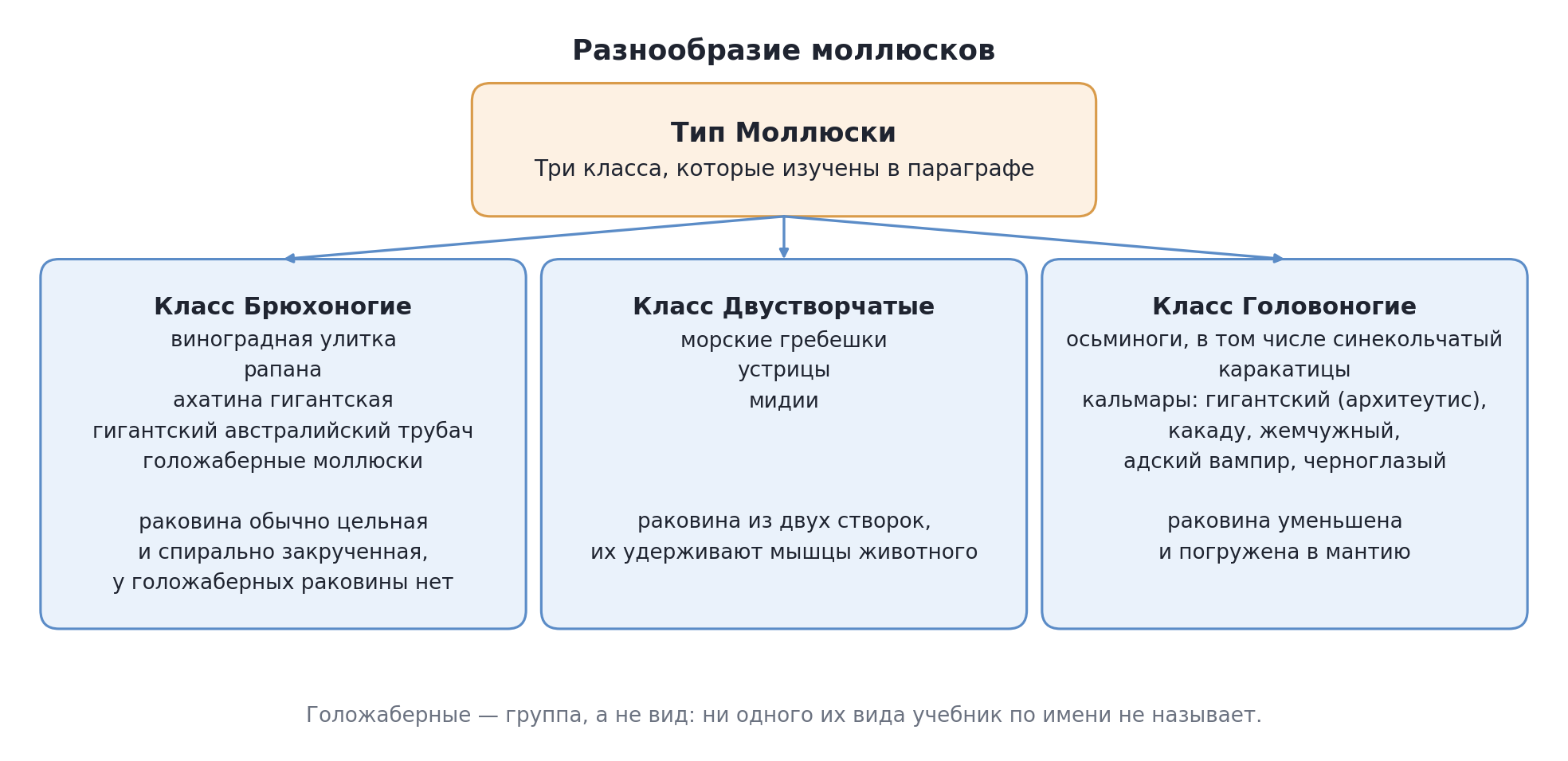 Разнообразие моллюсков: классы и их представители