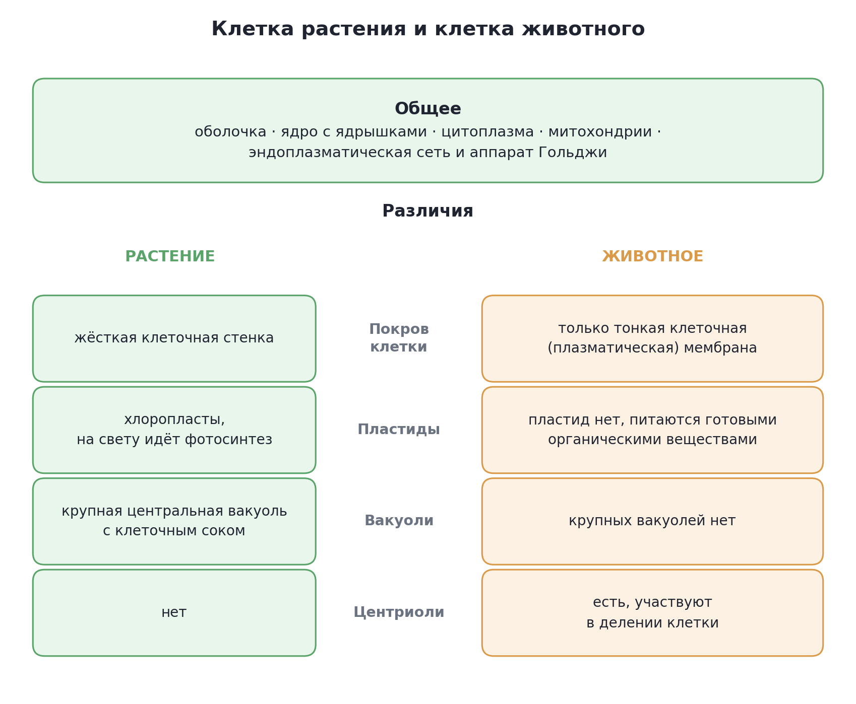 Клетка растения и клетка животного: общее и различия