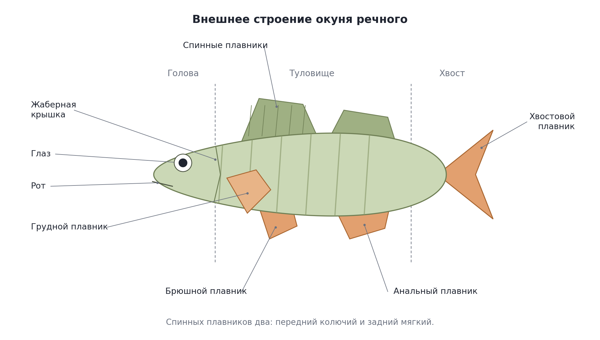 Внешнее строение окуня речного