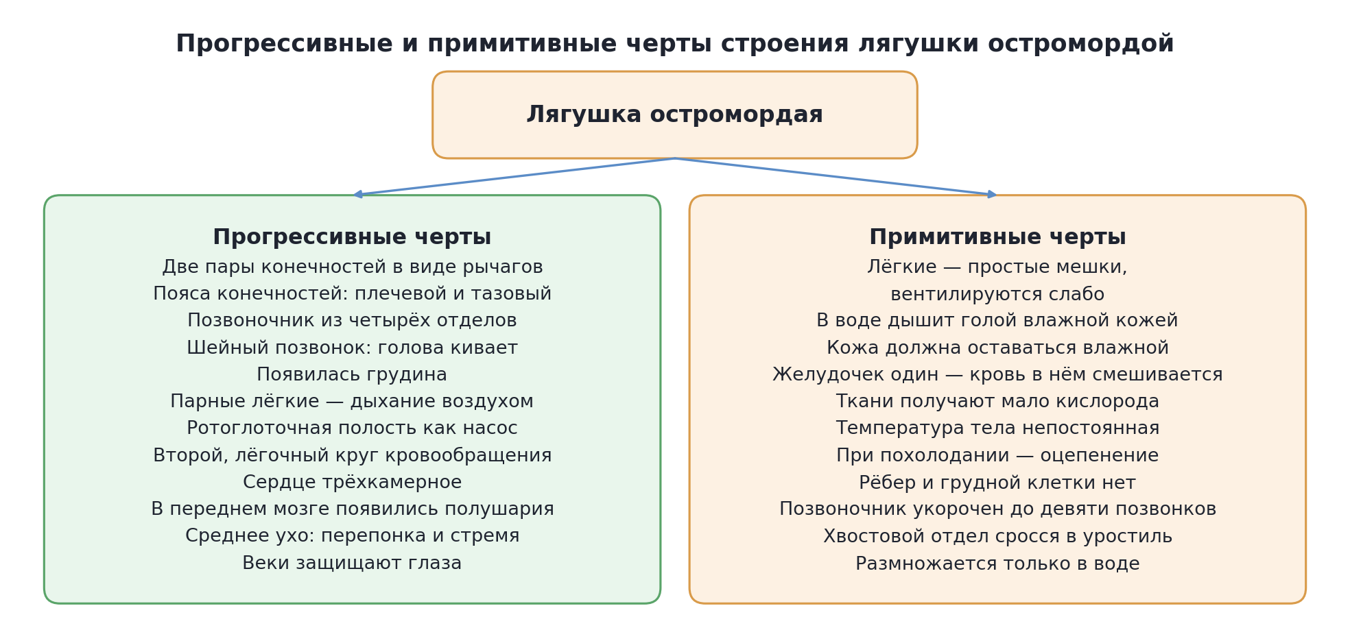 Прогрессивные и примитивные черты строения лягушки остромордой
