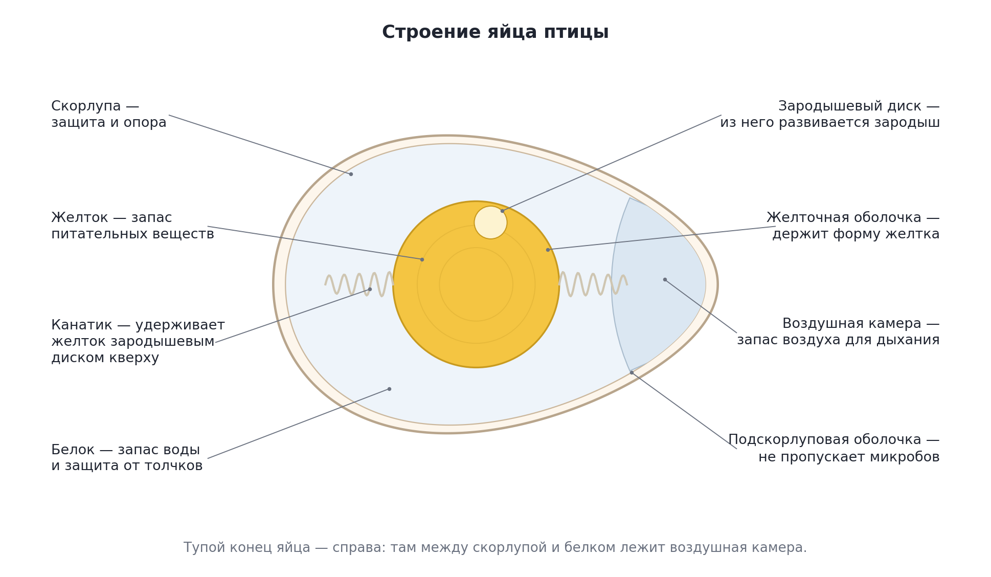 Строение яйца птицы