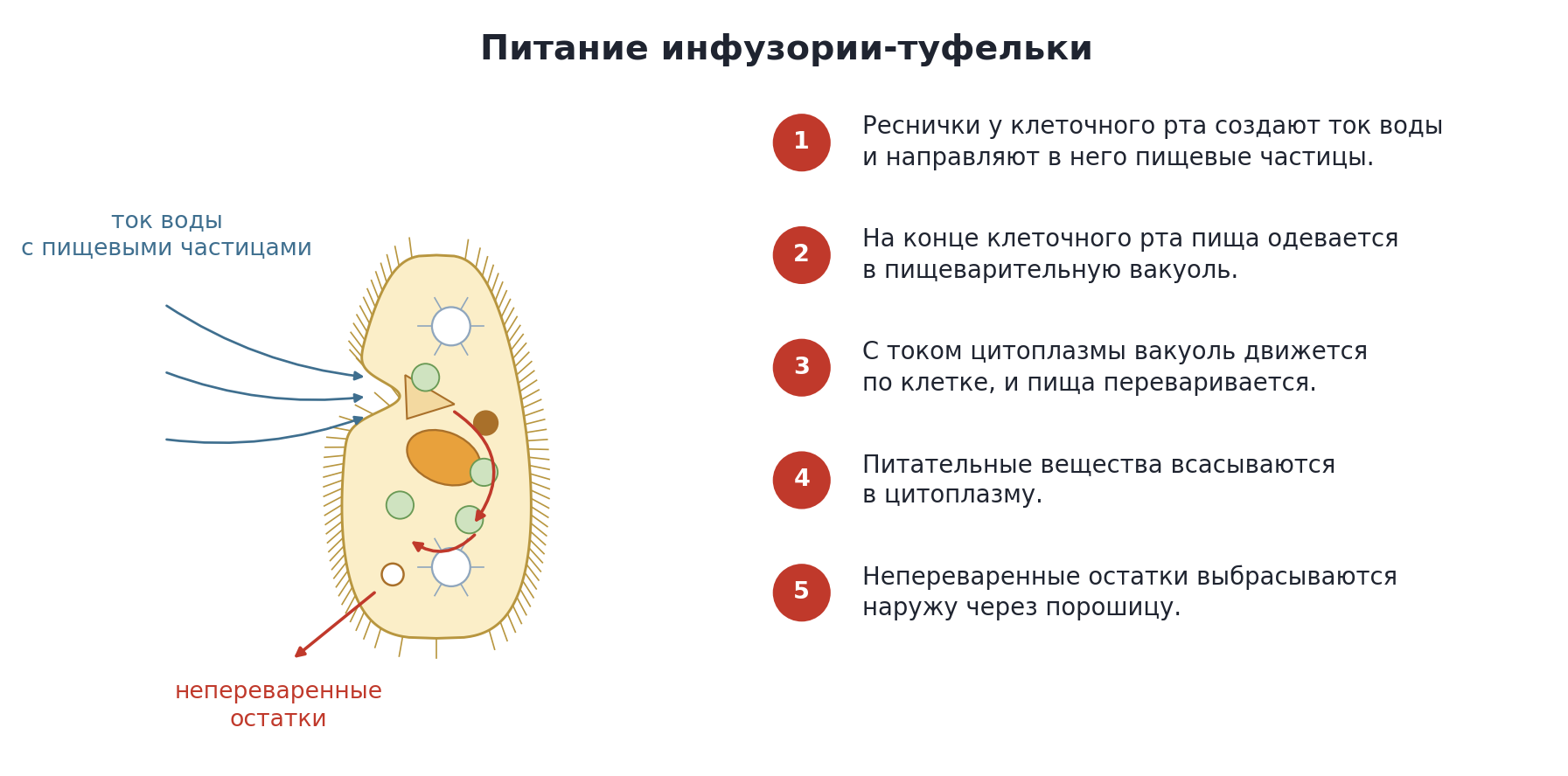 Схема питания инфузории-туфельки