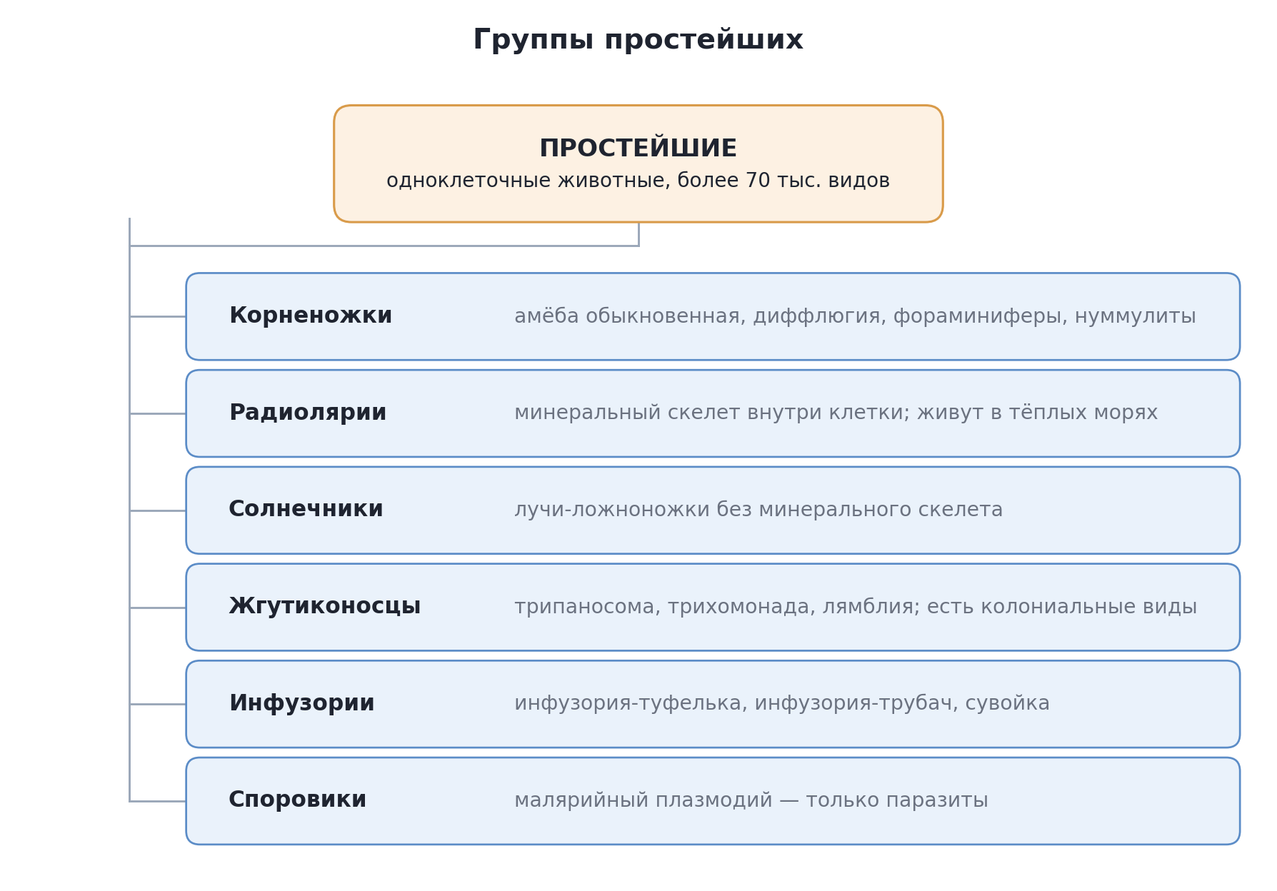 Группы простейших и их представители