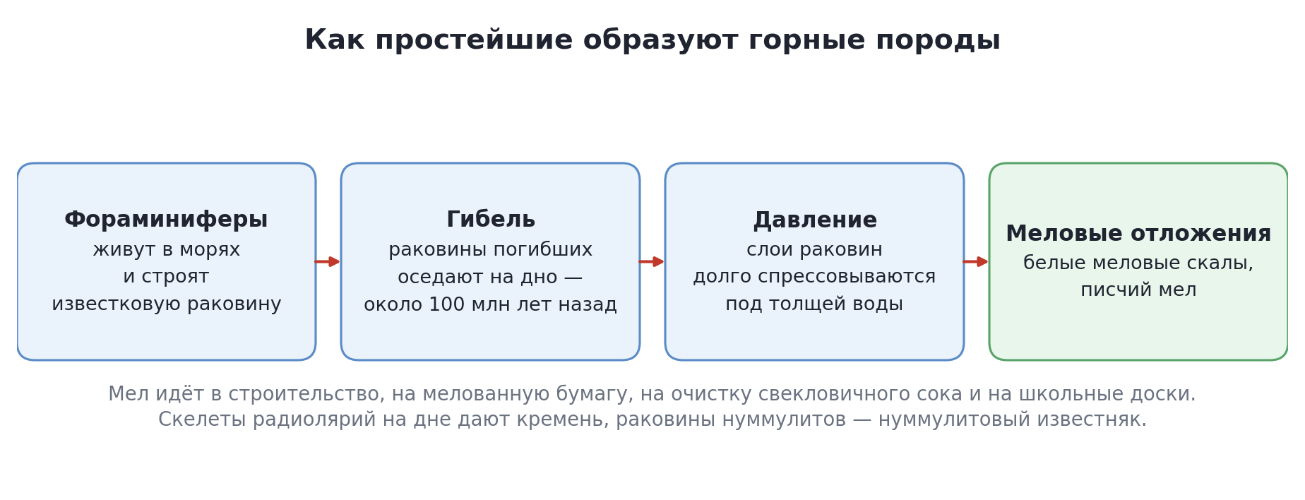 Как раковины простейших становятся меловыми отложениями