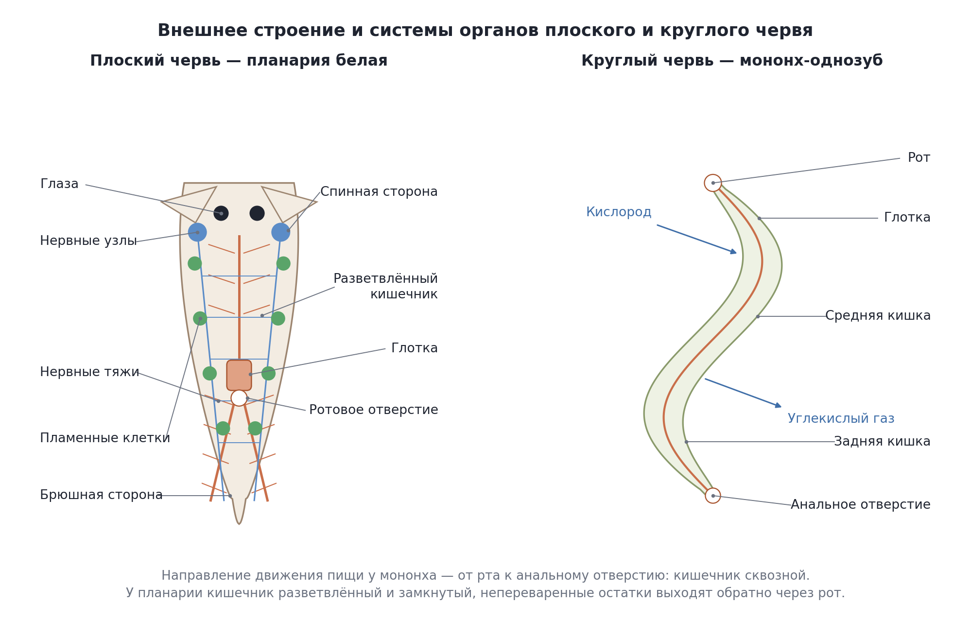 Внешнее строение и системы органов плоского и круглого червя