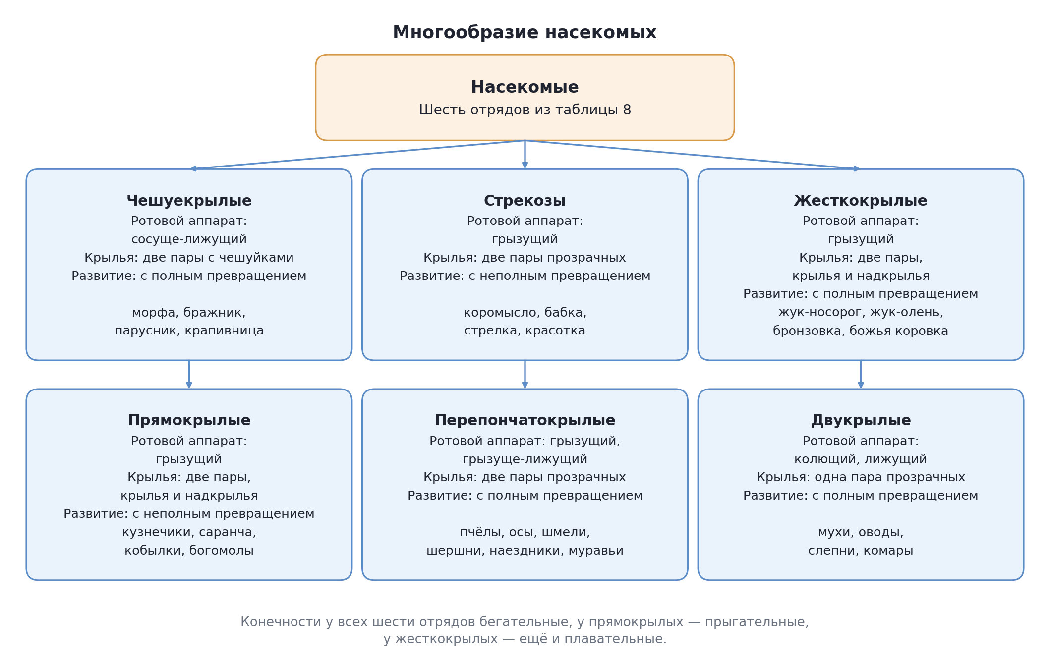 Многообразие насекомых: отряды, представители и характерные черты