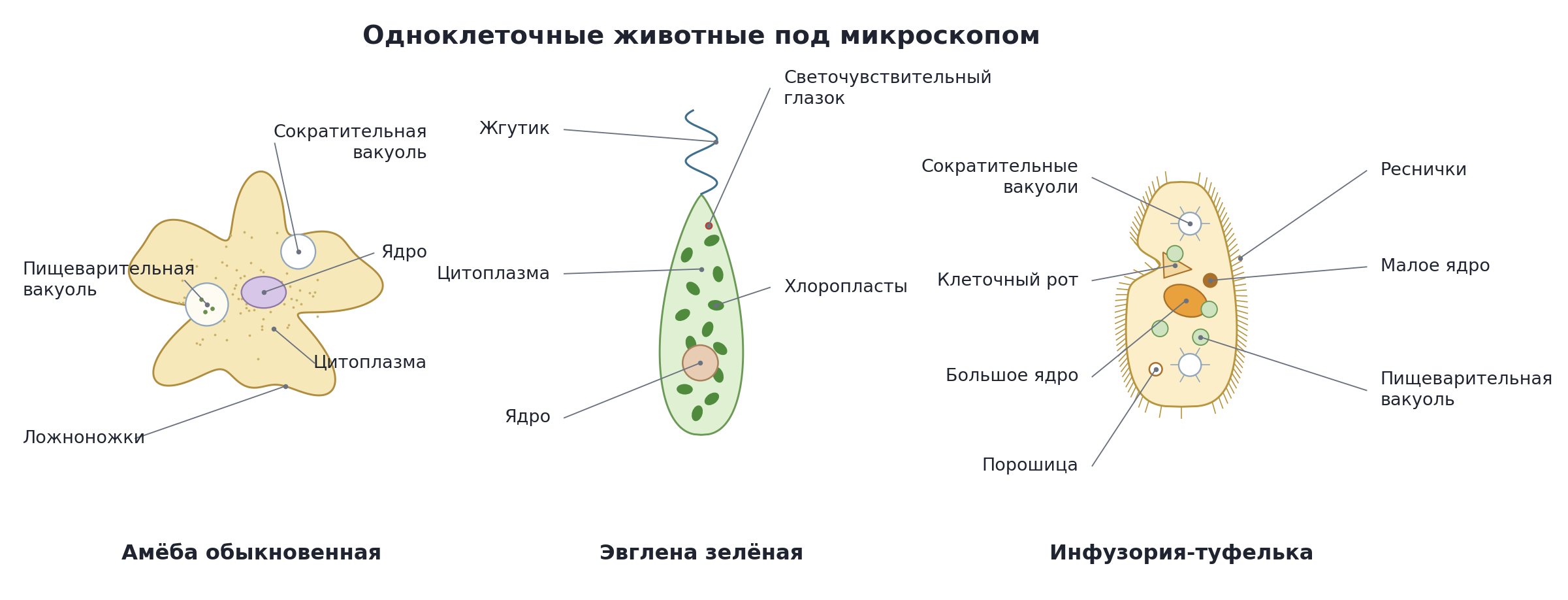 Строение амёбы обыкновенной, эвглены зелёной и инфузории-туфельки