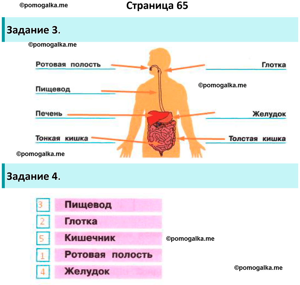 часть 1 страница 65 окружающий мир 3 класс Плешаков рабочая тетрадь 2025 год