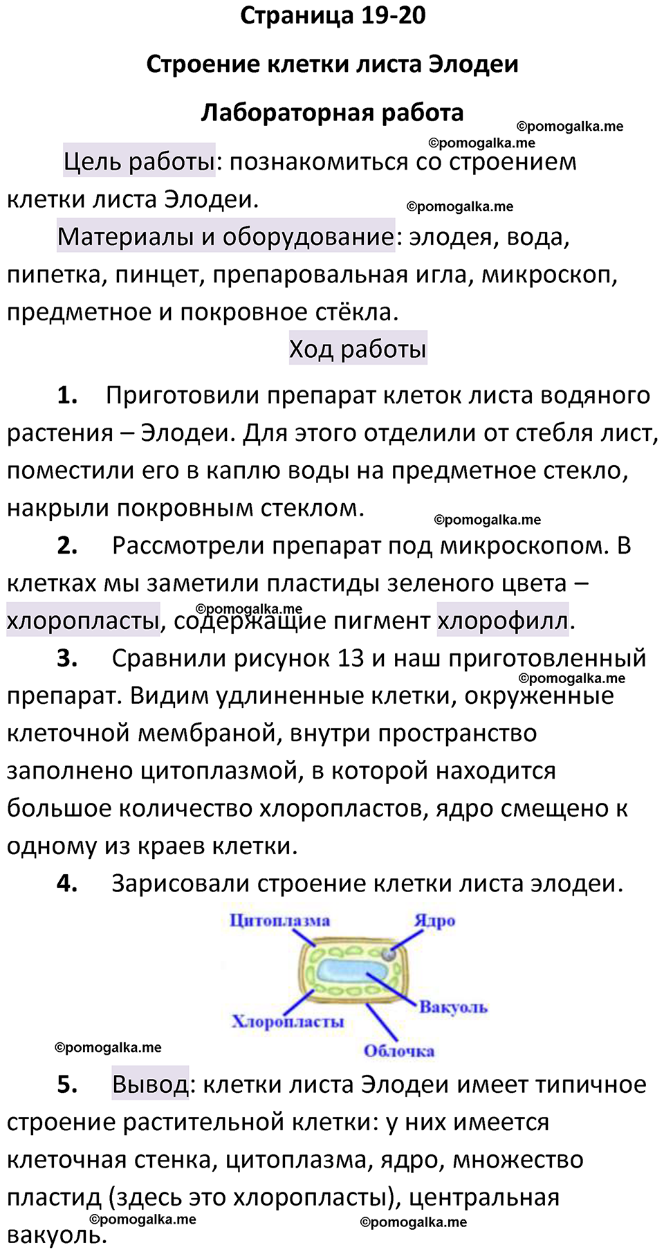 страница 19-20 биология 6 класс Пасечник, Суматохин учебник 2024 год