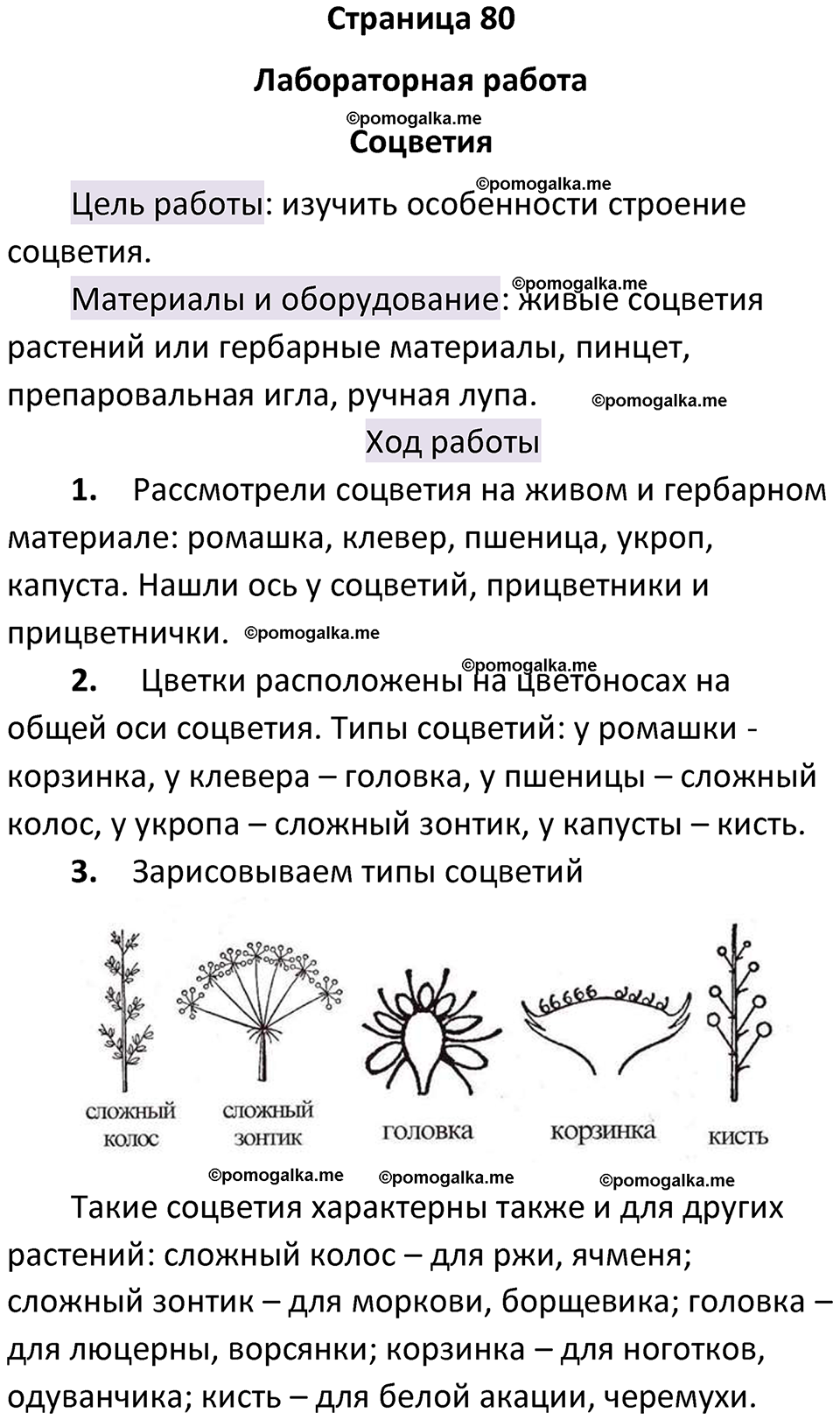 страница 80 биология 6 класс Пасечник, Суматохин учебник 2024 год