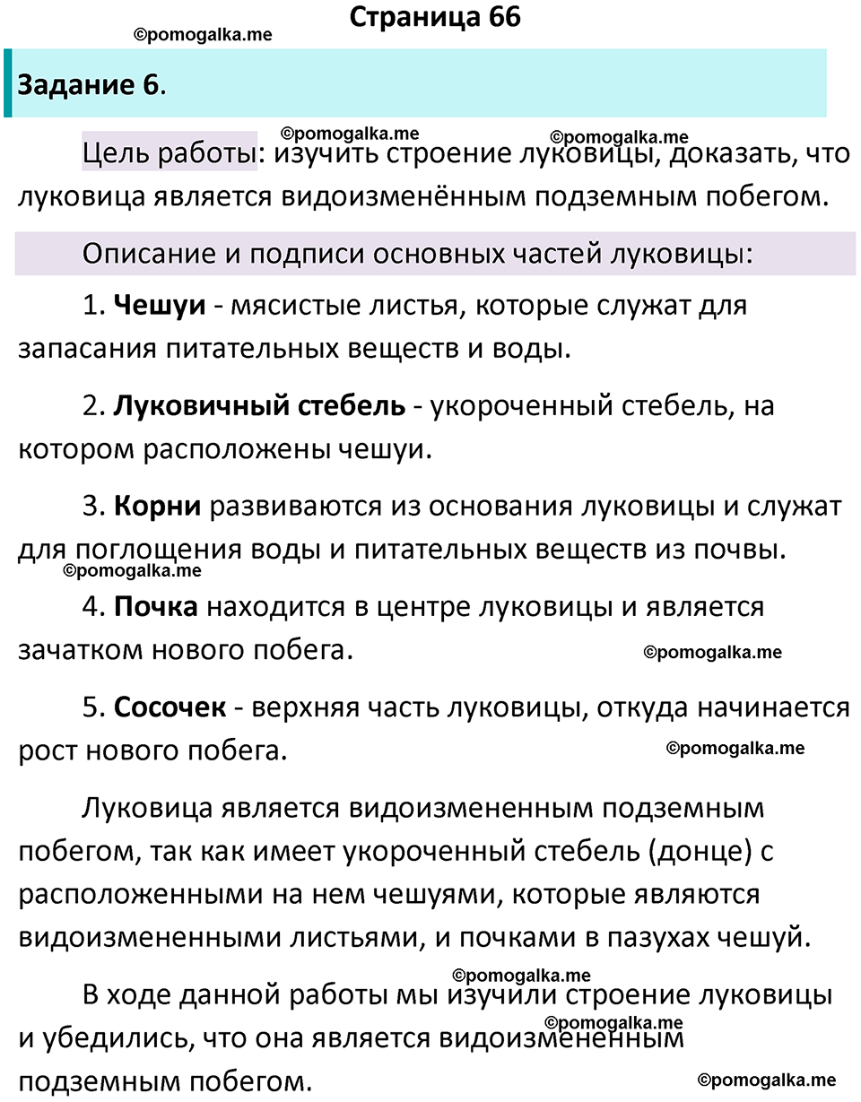 страница 66 биология 6 класс Пасечник, Суматохин рабочая тетрадь 2024 год