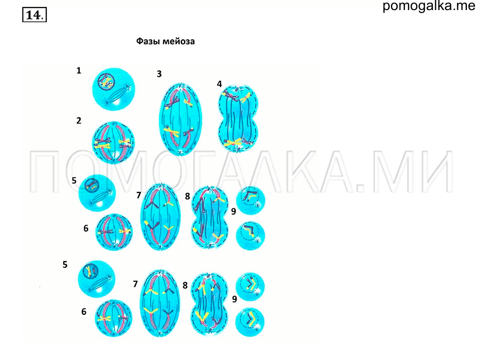 номер №14 биология 6 класс Сонин рабочая тетрадь