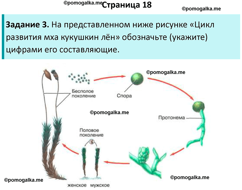 страница 18 биология 7 класс Пасечник, Суматохин рабочая тетрадь 2025 год