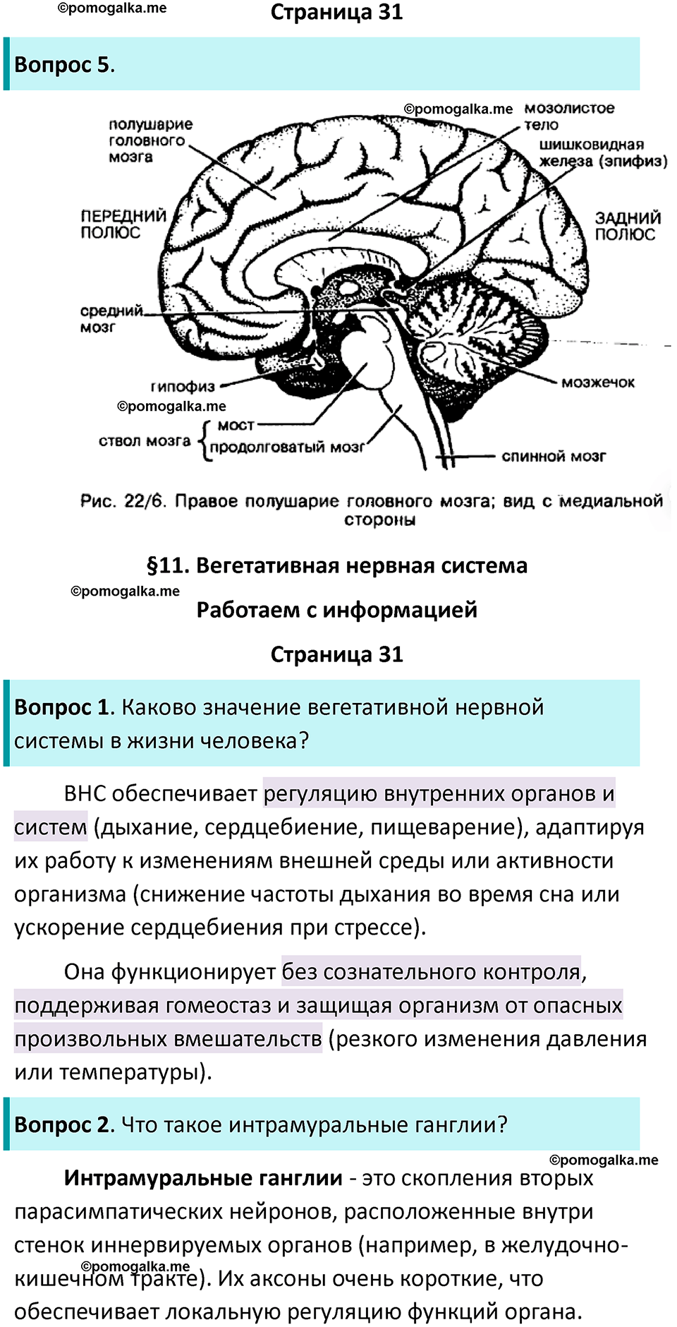 страница 31 биология 9 класс Пасечник, Швецова рабочая тетрадь 2025 год